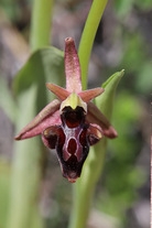 Ophrys × aghemanii